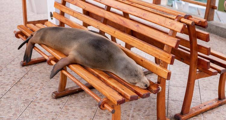Un león marino adormilado tumbado en un banco de madera en un pueblo costero.