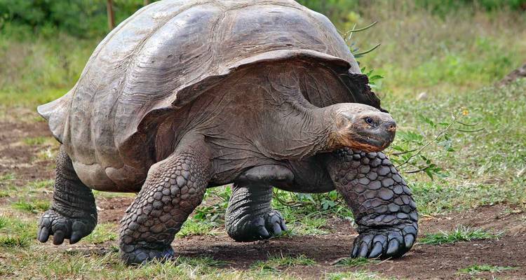 Gran tortuga de Galápagos con patas gruesas y escamosas caminando lentamente sobre terreno cubierto de pasto.