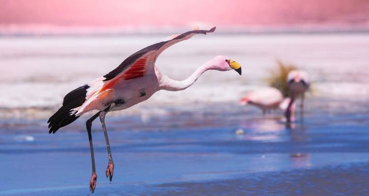 Close-up of a flamingo taking flight above a colorful mineral lagoon with pink shoreline in high Andean plateau.