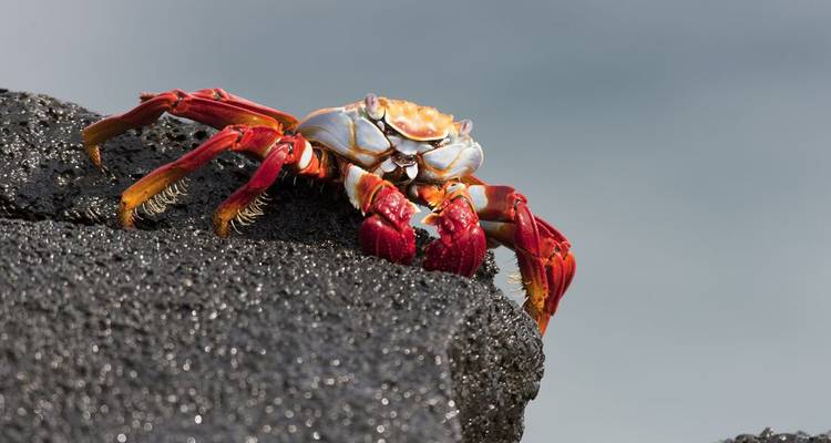 Un crabe Sally Lightfoot d'un rouge éclatant s'accroche à une pierre de lave rugueuse sur un fond de mer gris doux.