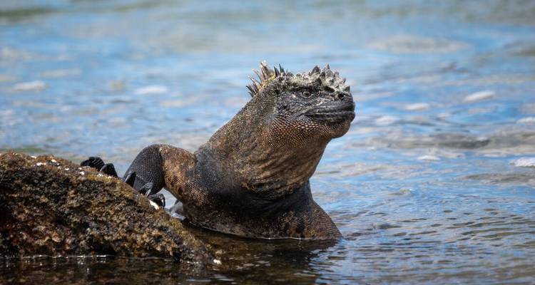 Un iguane marin émerge des eaux côtières peu profondes à côté de roches volcaniques, ses épines captant la lumière.