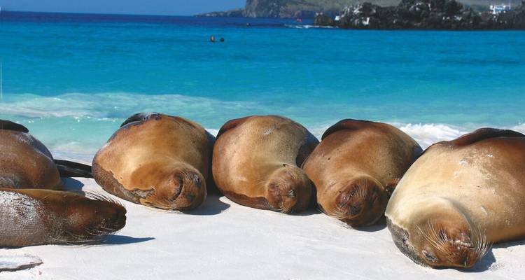 Une rangée d'otaries se repose tranquillement sur une plage de sable blanc aux côtés d'une eau turquoise.