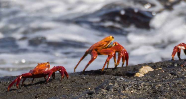 Les crabes orange vif se précipitent sur la lave noire humide tandis que les vagues s'écrasent à proximité.
