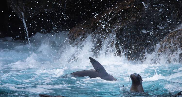 Les otaries jouent dans les vagues turquoise tandis que l'écume se déverse en cascade sur les rochers côtiers sombres.