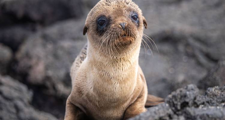 Un jeune otarie des Galápagos aux grands yeux écarquillés est assis sur de la lave noire, sa fourrure encore duveteuse.