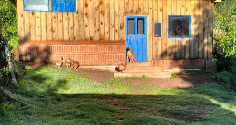 Una acogedora casita de madera rústica con una puerta azul capta la luz de la mañana mientras unos pollos y un perro descansan en los escalones.