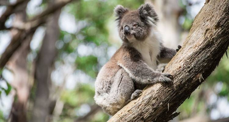 Primer plano de un koala aferrándose a una rama de árbol de eucalipto en el monte nativo.