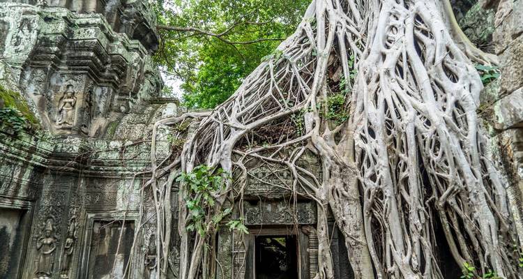 Ancient stone temple entrance entwined by massive tree roots in dense jungle.