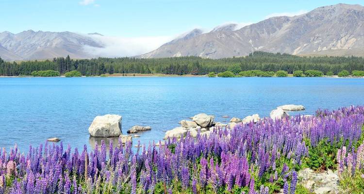 Vibrant field of purple lupins beside a serene blue lake with mountains behind