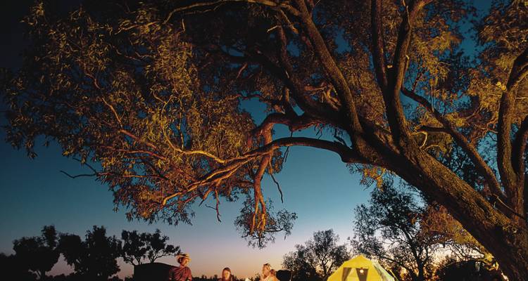 Campamento al atardecer bajo un enorme árbol de goma con la tienda brillando y viajeros relajándose junto al fuego.