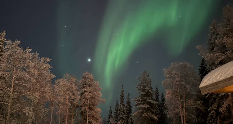 Les aurores boréales d'un vert vibrant dansent au-dessus des sapins couverts de neige lors d'une nuit d'hiver dégagée.