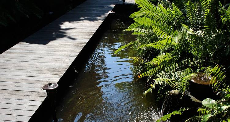 Une passerelle en bois traverse un ruisseau étroit entouré de fougères tropicales denses et de lumière du soleil tachetée.