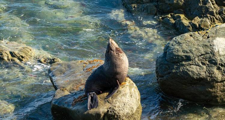 Een eenzame zeeotter rust op een rots omringd door helder kolkend zeewater.
