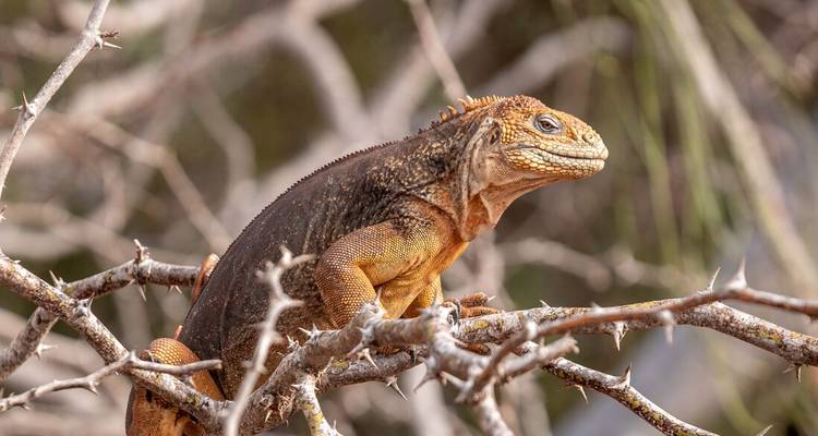 Galápagos-Landleguane, der auf dornigen Ästen sitzt.