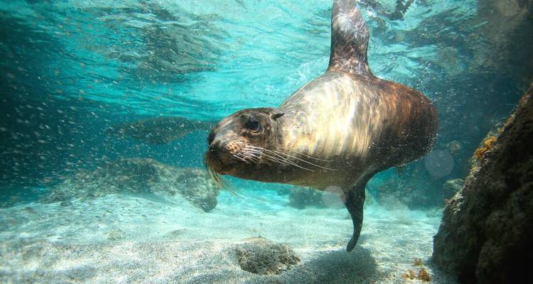 Seelöwe, der anmutig unter Wasser im klaren türkisfarbenen Meer schwimmt.