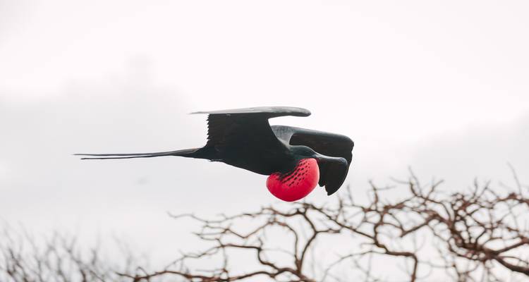 Männlicher Fregattvogel mit rotem Kehlsack, der über blattlose Äste fliegt.