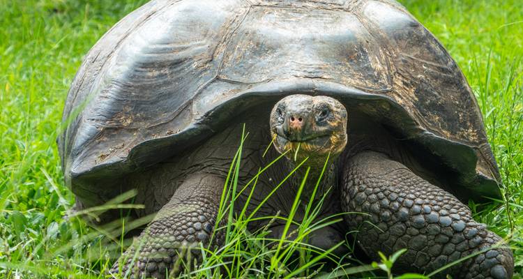 Große Galápagos-Riesenschildkröte, die sich im grünen Gras ausruht.