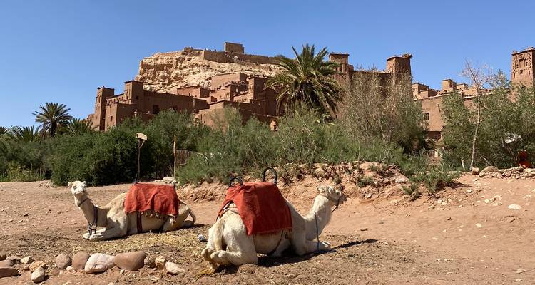 Zwei ruhende Kamele mit roten Decken vor dem befestigten Bergdorf Ait Benhaddou.