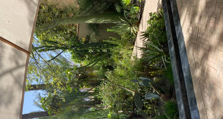 Sun-dappled courtyard garden filled with succulents, cacti and tall palms.