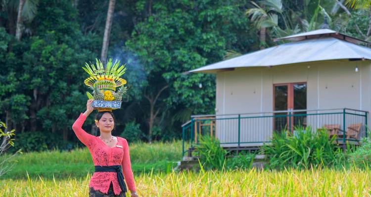 Une femme balinaise en tenue traditionnelle porte une offrande de fruits ornée sur sa tête à travers les rizières.