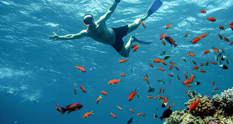 Un plongeur avec tuba glisse au-dessus d'un récif corallien vibrant entouré de poissons orange vif dans une eau bleu cristallin.