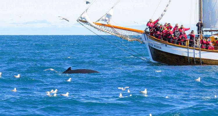 Whale-watching sailboat full of passengers in red suits watching a surfacing whale surrounded by gulls.