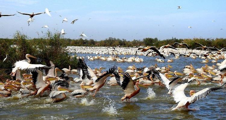 Thousands of white pelicans take flight and splash in a wetland lagoon.