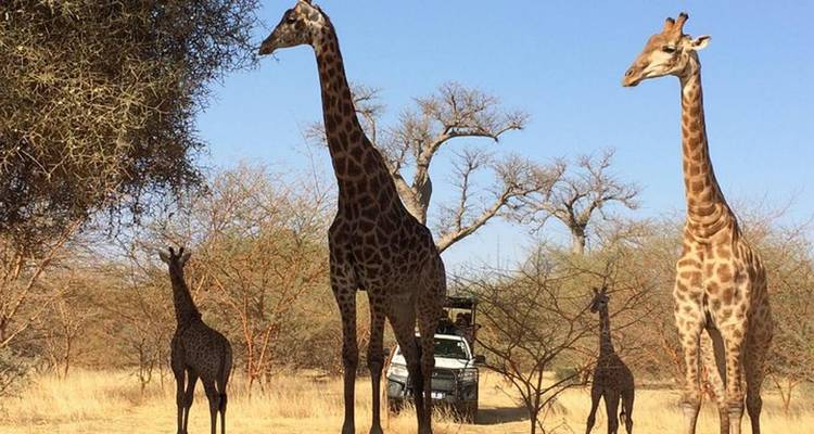 Family of giraffes browse tall acacia trees beside a safari vehicle in dry savanna.