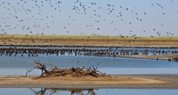 Flock of black birds over a shallow lagoon with grassy banks and driftwood.