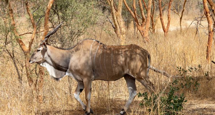 Une majestueuse antilope éland traverse l'herbe sèche de la savane parsemée d'arbres à l'écorce rouille.