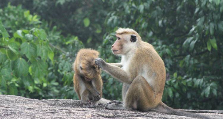 Dos macacos toque acicalándose encima de una roca con densa vegetación de la selva detrás.