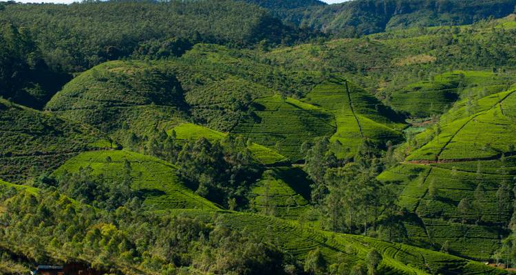 Vastas plantaciones de té de un verde esmeralda que cubren colinas ondulantes bajo cielos despejados.