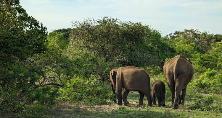 Vista trasera de una familia de elefantes comiendo arbustos verdes y frondosos en un parque nacional.