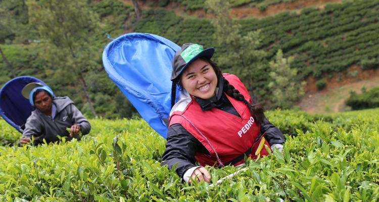 Participante sonriente cosechando hojas de té en una exuberante plantación.