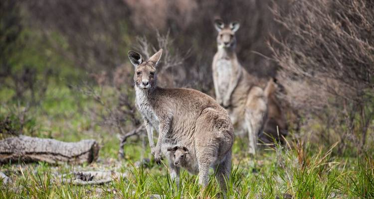 Un kangourou avec son petit dans sa poche se tient alerte dans les terres broussailleuses herbeuses tandis que d'autres broutent derrière.