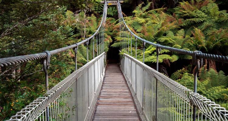 Un pont suspendu étroit mène à travers une forêt tropicale dense remplie de fougères vers une canopée vert foncé.