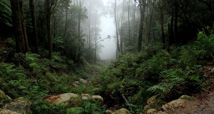 Forêt d'eucalyptus brumeux avec des fougères vertes denses et de grands troncs s'estompant dans le brouillard.