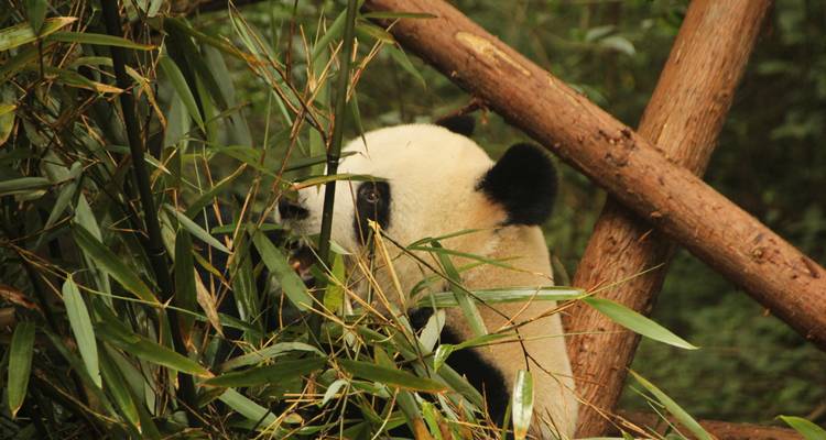 Giant panda eating bamboo amidst dense greenery at a conservation centre.