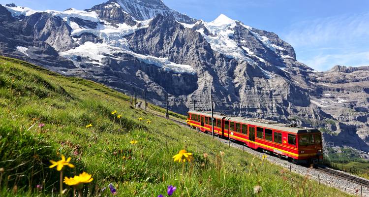 Train à crémaillère rouge vif de la Jungfrau grimpant une pente alpine herbeuse parsemée de fleurs sauvages en dessous de pics enneigés.