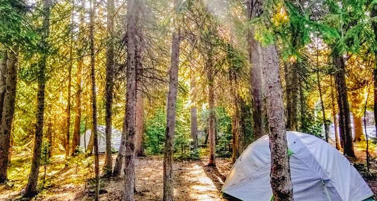 Camping forestier simple avec des tentes dressées parmi de grands pins ensoleillés.