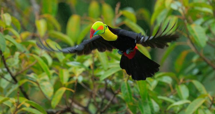Toucan coloré en plein vol avec les ailes déployées sur un feuillage vert luxuriant.