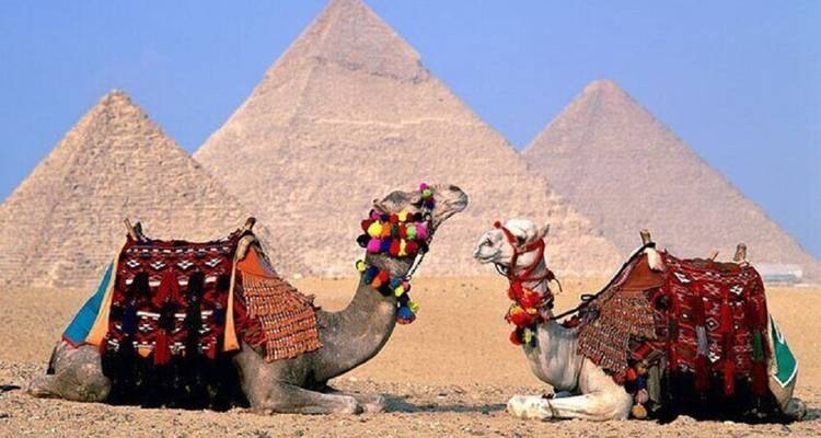 Deux chameaux au repos vêtus de couvertures colorées avec les iconiques pyramides de Giza s'élevant contre un ciel bleu.