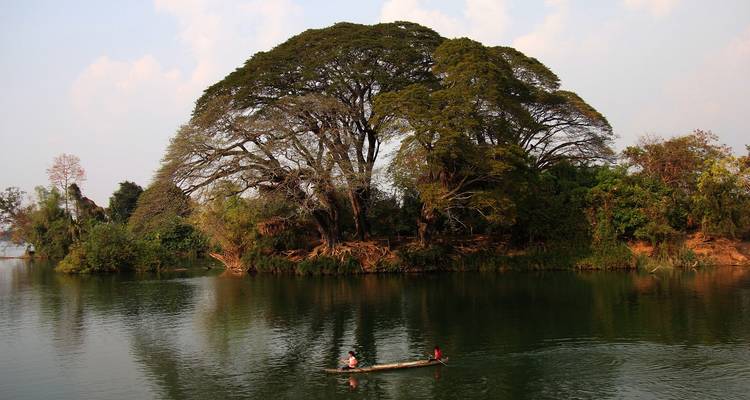 Kleines Holzkanu mit zwei Paddlern gleitet über einen ruhigen Fluss neben einer üppigen Insel, die von einem riesigen ausladenden Baum beherrscht wird.
