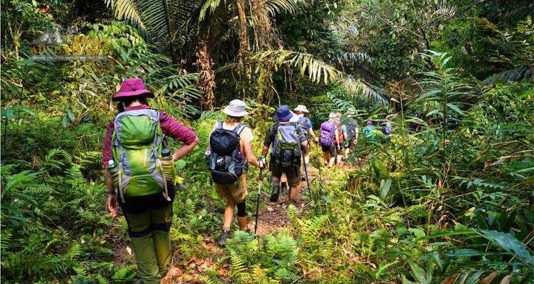 Fila de trekkers con mochilas caminando a través de una densa vegetación de selva tropical.