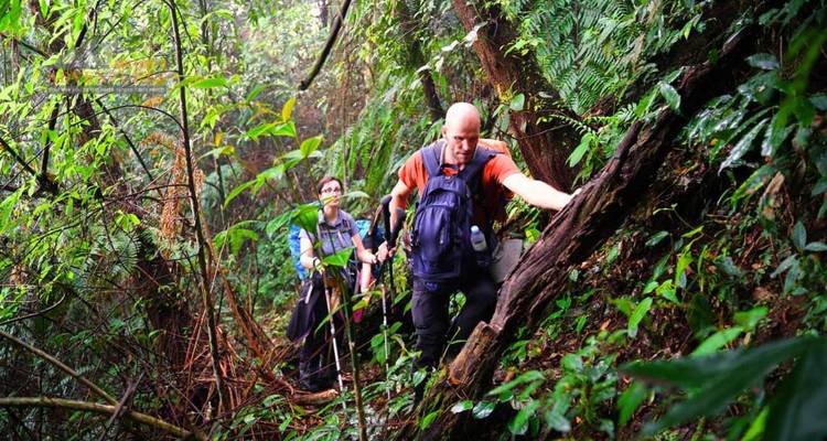 Un excursionista agarrándose a un árbol caído mientras sube por un sendero empinado y exuberante de la selva tropical con compañeros detrás.