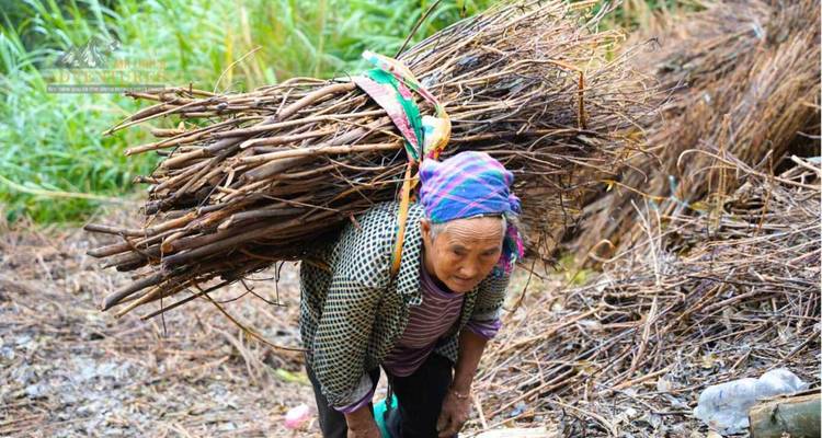 Une femme âgée d'une tribu des collines peine sous le poids d'un fagot de bois de chauffage attaché sur son dos.