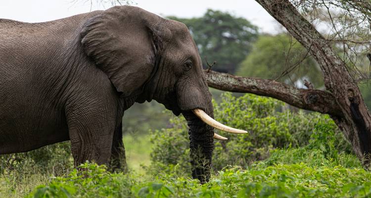 Profil latéral d'un éléphant africain aux grandes défenses marchant à travers une végétation verte.