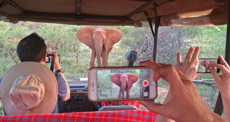 Turistas de safari en jeep abierto filmando a un joven elefante curioso en un camino de arbustos.