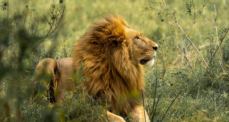 Un león macho tumbado en el pasto largo mirando atentamente hacia la derecha.