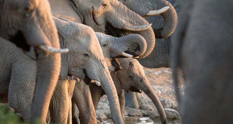 Grupo de elefantes africanos en primer plano bebiendo en un abrevadero con luz cálida.